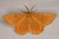 Angerona prunaria