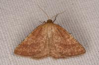 Aplasta ononaria