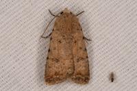 Caradrina clavipalpis