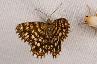 Chiasmia clathrata