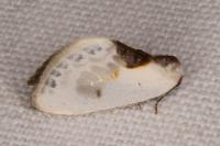 Cilix glaucata