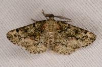 Cleorodes lichenaria