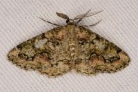 Cleorodes lichenaria