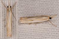 Crambus pascuella