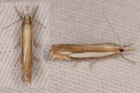 Crambus pascuella