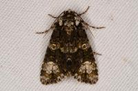 Craniophora ligustri