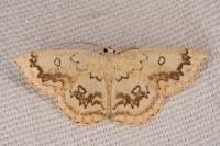 Cyclophora annularia