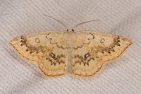 Cyclophora annularia