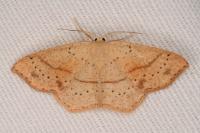 Cyclophora punctaria