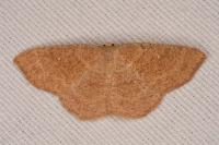 Cyclophora ruficiliaria