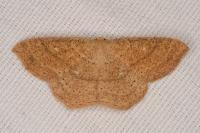 Cyclophora ruficiliaria