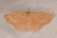 Cyclophora ruficiliaria