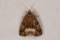 Deltote pygarga