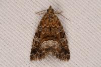 Deltote pygarga