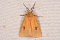 Diacrisia sannio