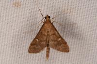 Dolicharthria punctalis