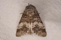 Drymonia querna