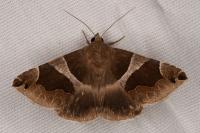 Dysgonia algira