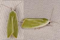 Earias clorana