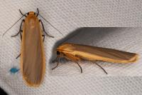 Katha depressa