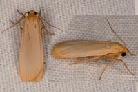 Katha depressa