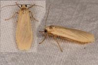 Wittia sororcula