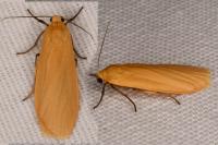 Wittia sororcula