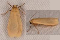 Wittia sororcula