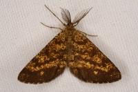 Ematurga atomaria