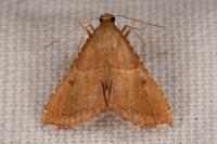 Endotricha flammealis