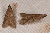 Ephestia woodiella/parasitella/elutella