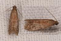 Ephestia woodiella/parasitella/elutella