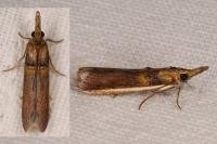 Etiella zinckenella