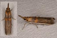 Etiella zinckenella