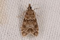 Eudonia mercurella