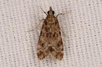 Eudonia mercurella
