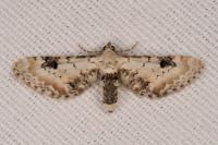 Eupithecia centaureata