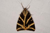 Euplagia quadripunctaria