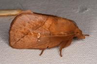 Euthrix potatoria