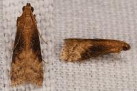 Euzophera fuliginosella
