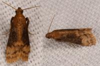 Euzophera fuliginosella