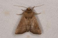 Hoplodrina ambigua/blanda