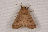 Hoplodrina