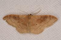 Idaea degeneraria