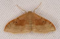 Idaea degeneraria