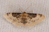 Idaea filicata