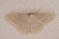 Idaea subsericeata