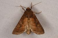 Lacanobia oleracea
