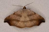 Laspeyria flexula