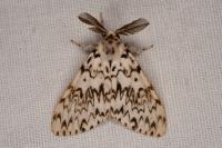 Lymantria monacha
